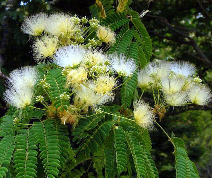 Albizia kalkora